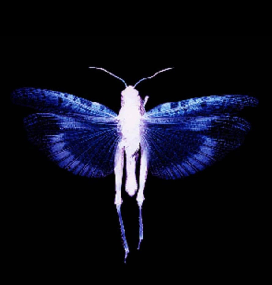 The Jesus Incident Butterfly monster